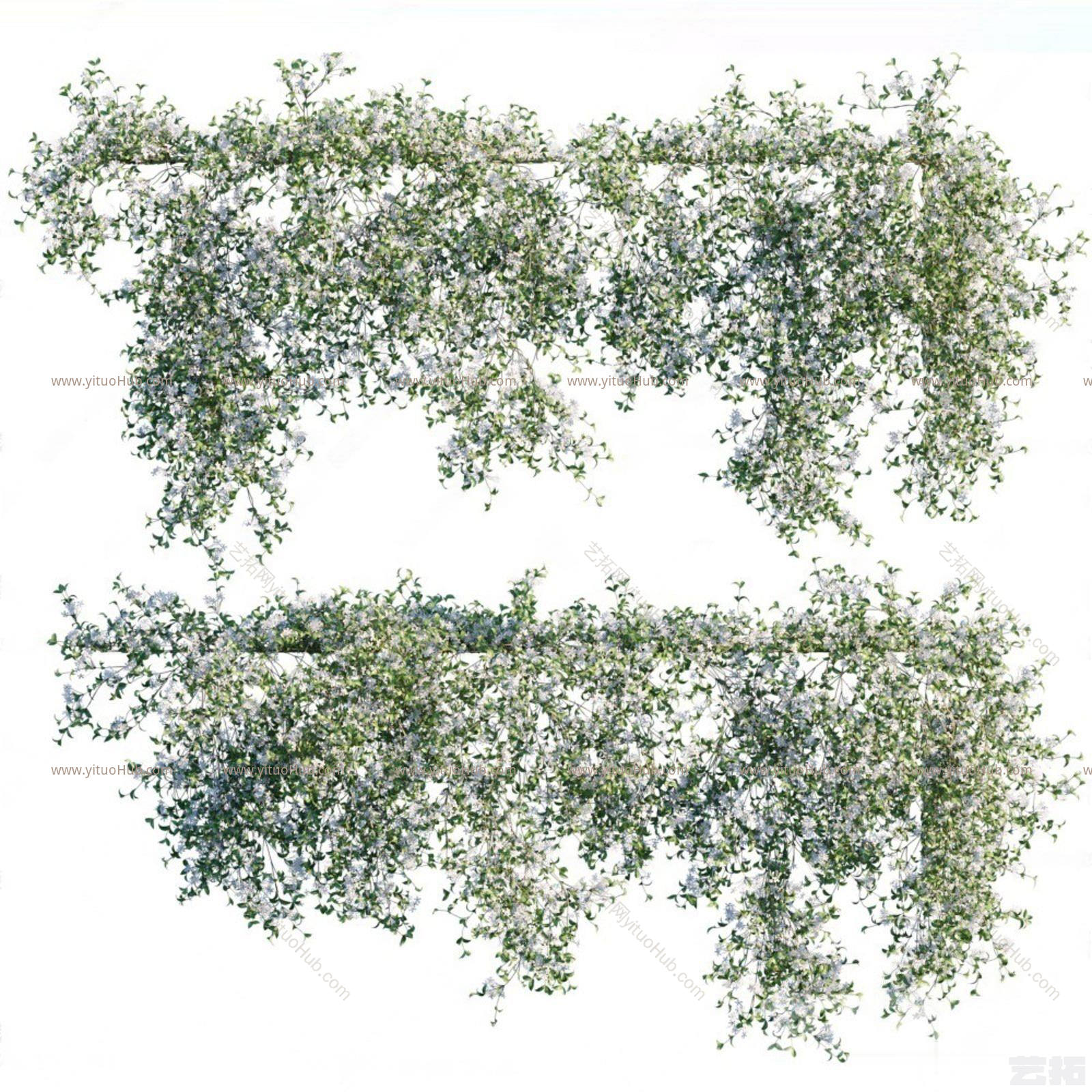 现代植物