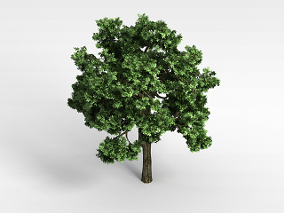 现代香樟树植物大树模型
