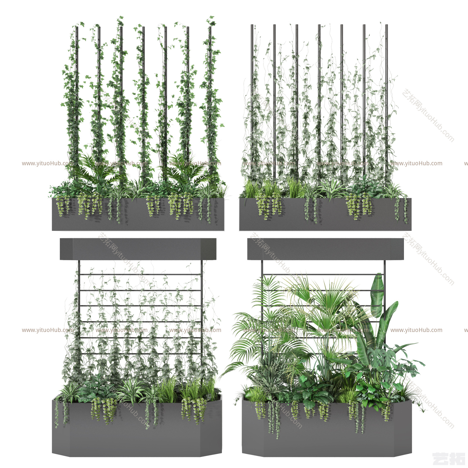 现代盆栽 植物 绿植