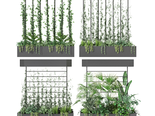 现代盆栽 植物 绿植