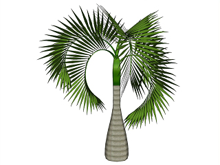 棕榈科植物