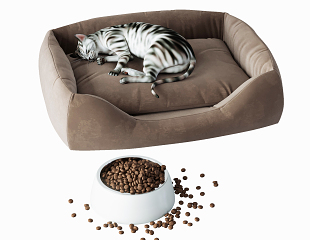 现代宠物猫 猫舍 宠物