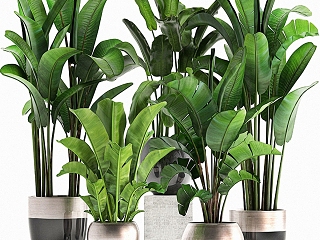 现代植物盆栽