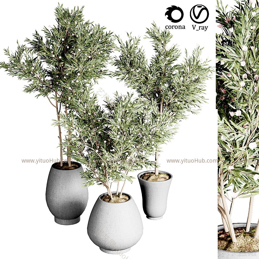 现代植物盆栽