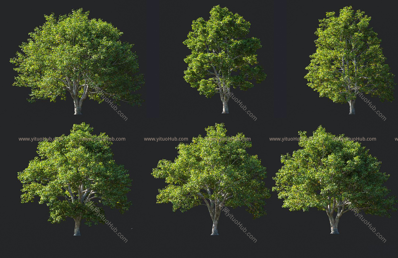现代景观树3d