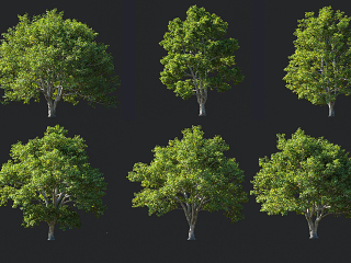 现代景观树3d