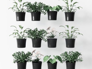 现代盆栽