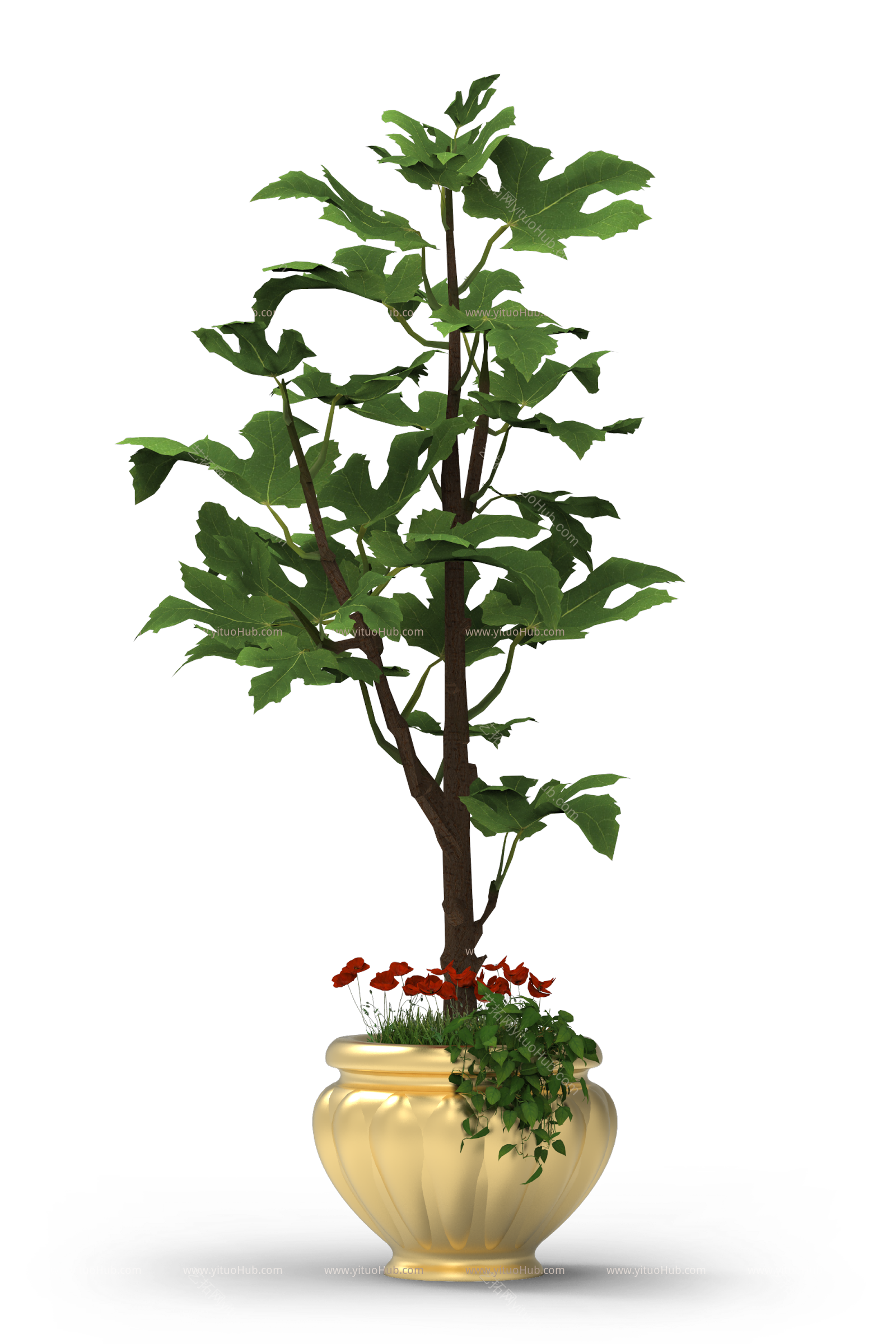 盆景植物-麻风树