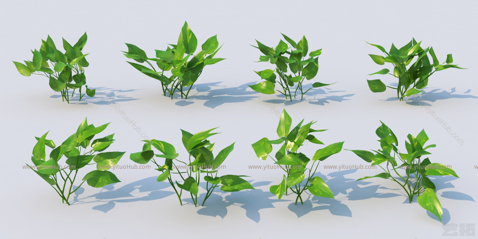现代植物花卉