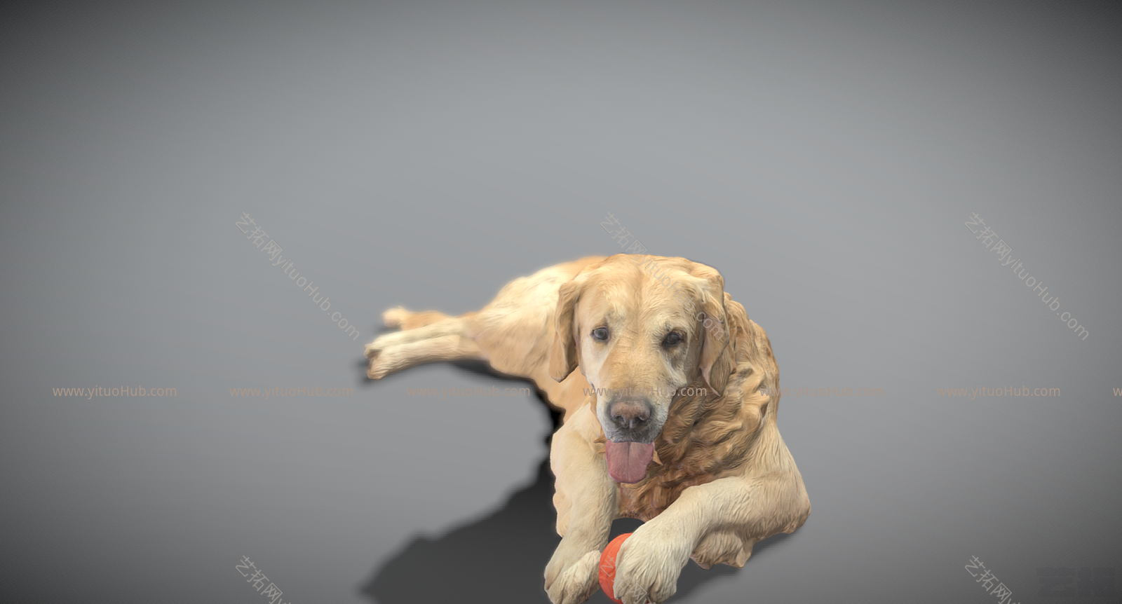 现代金毛猎犬