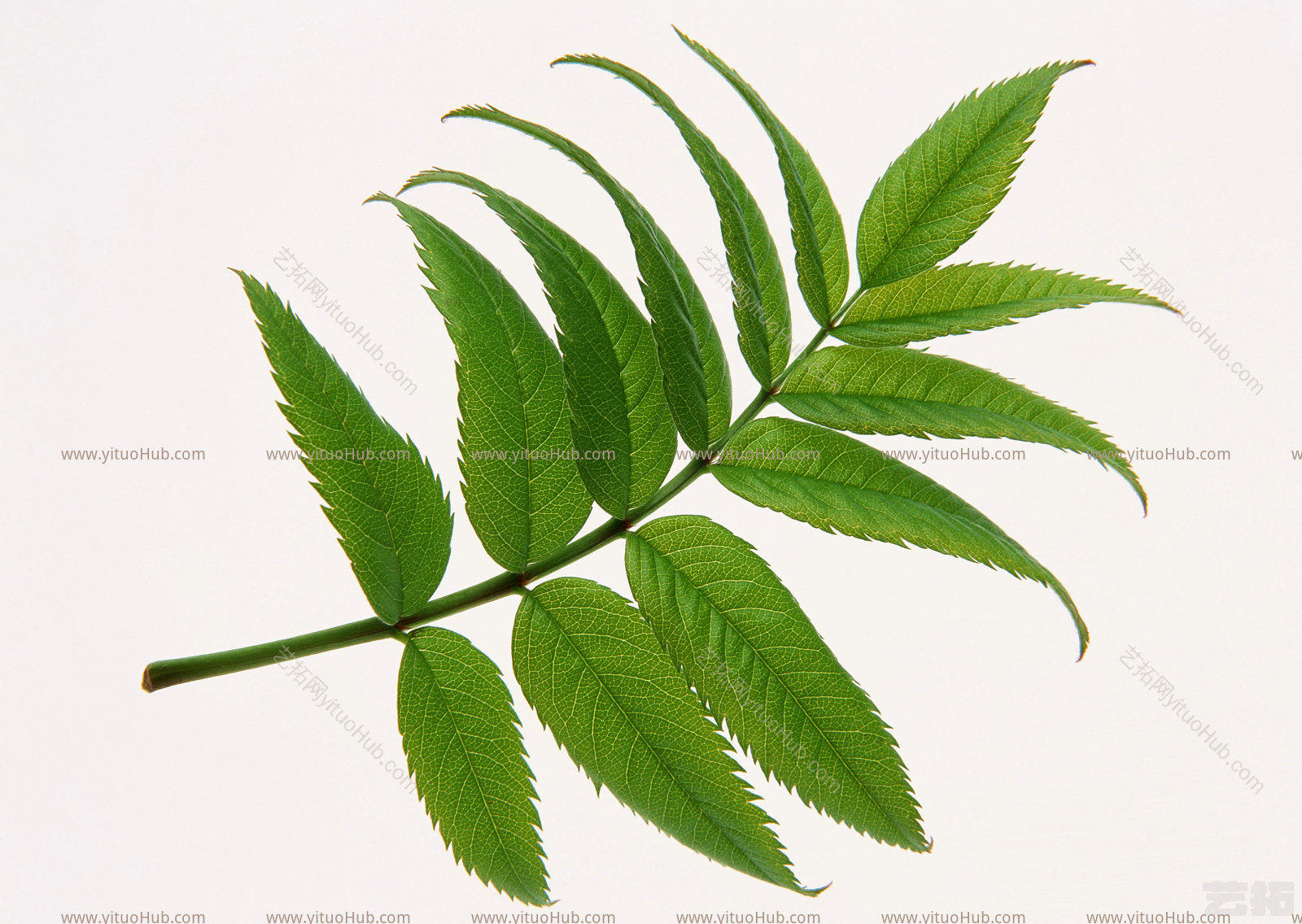 植物草叶树叶-草叶 (81)树叶-草叶 (81)