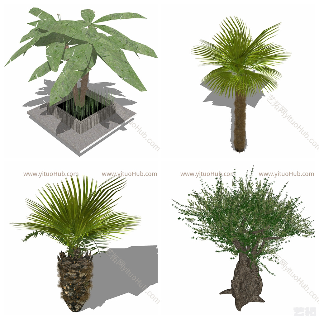 现代花草绿植植物 菠萝 其他 花 画