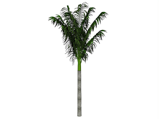棕榈科植物