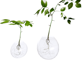 玻璃瓶水培植物花瓶（减面SU版本8）