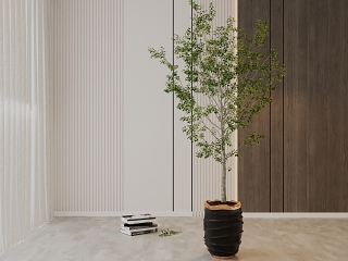 现代植物盆栽