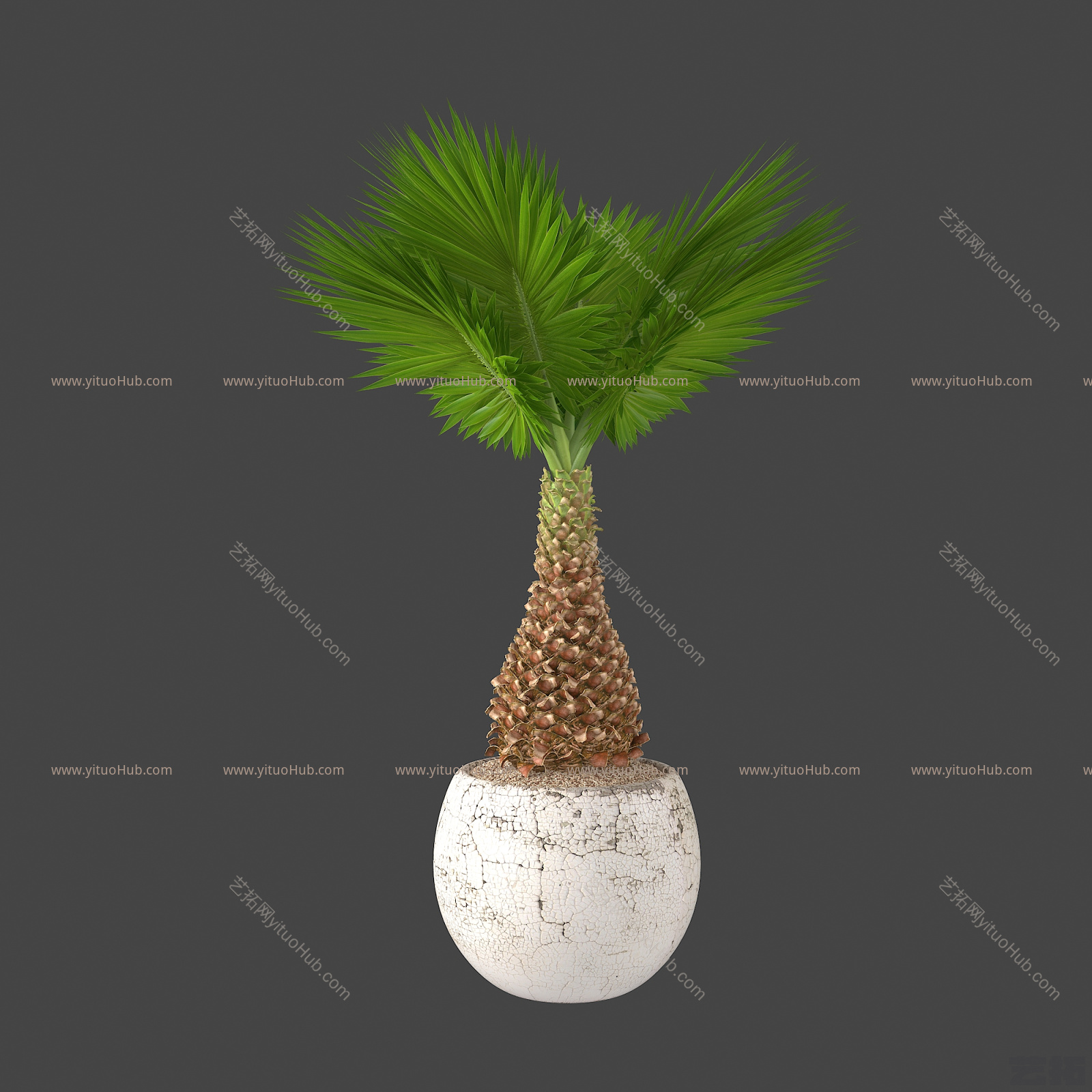 现代植物盆栽绿植热带植物