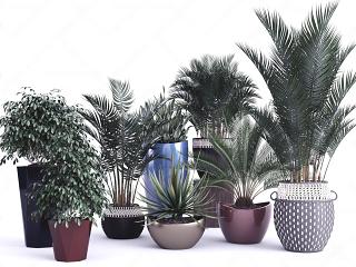 现代植物 盆栽 摆件
