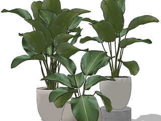 现代绿植盆栽，芭蕉叶