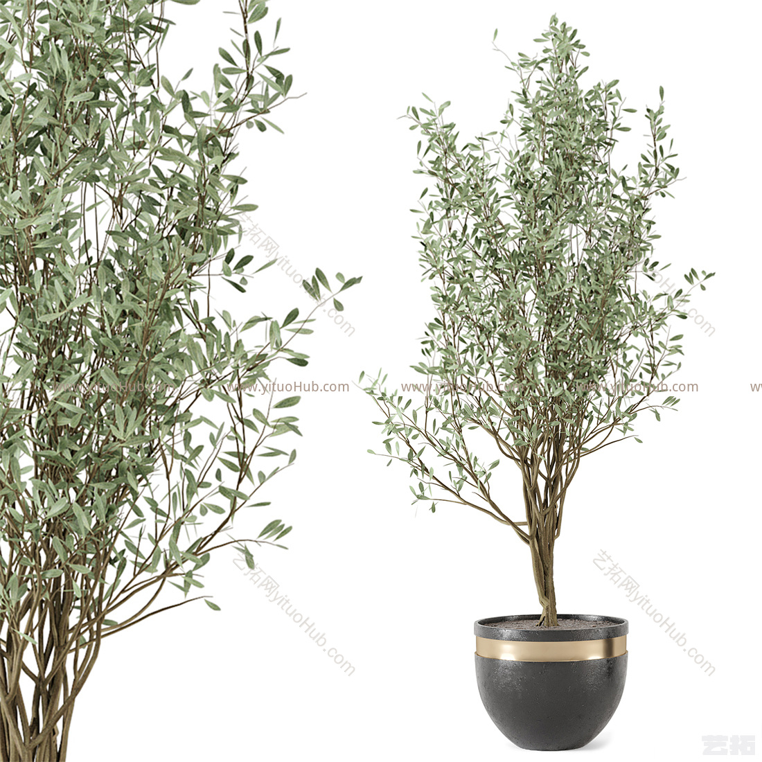 现代植物盆栽