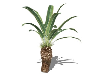 3D植物树