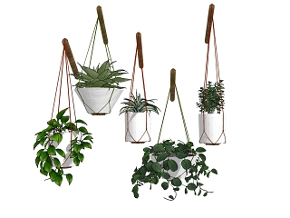 绿植 吊篮 盆栽 吊挂植物
