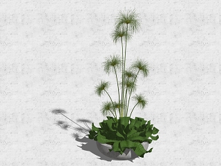 现代盆栽