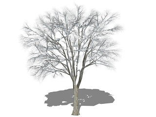 3D植物树