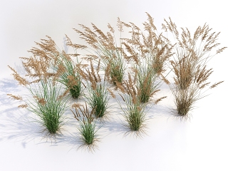 现代草 芦苇 小草 野草 绿植