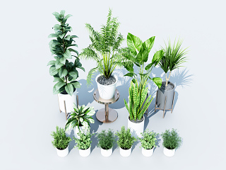 现代绿植盆栽