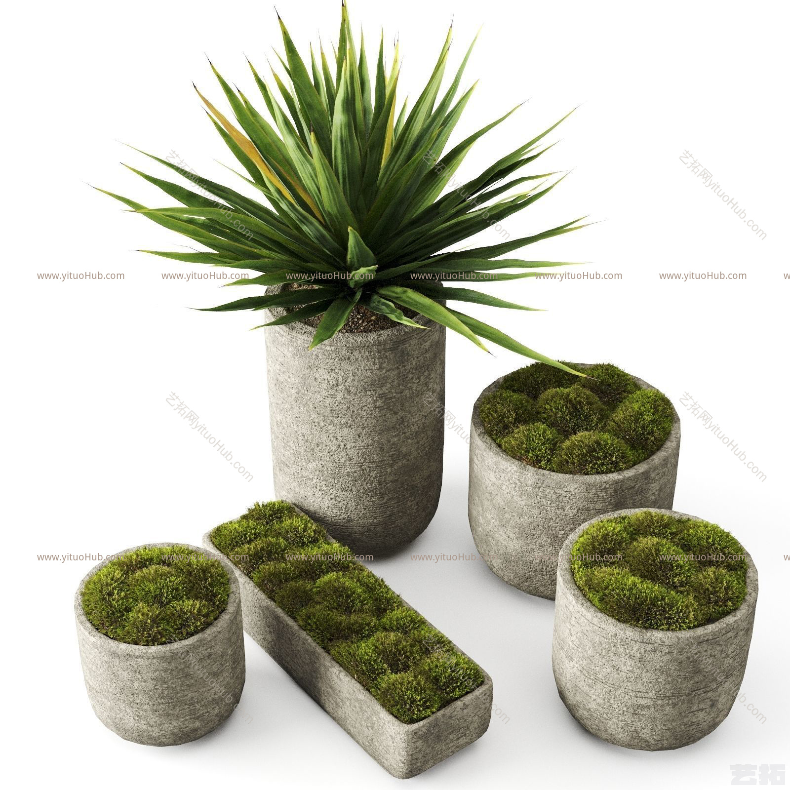 现代苔藓植物 小盆栽