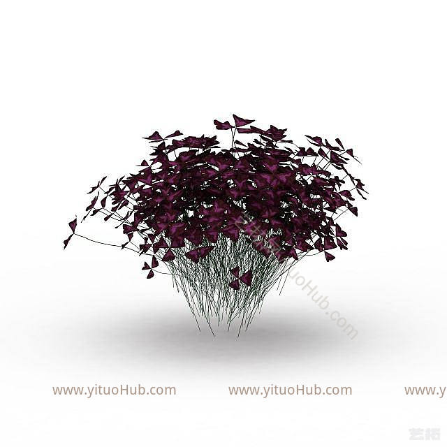 现代蝴蝶花植物模型