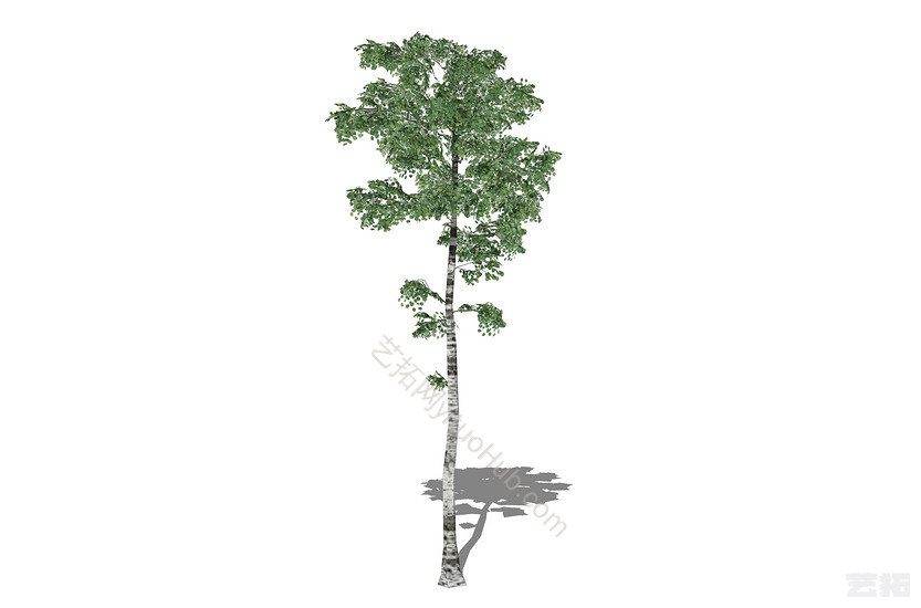 3D植物树