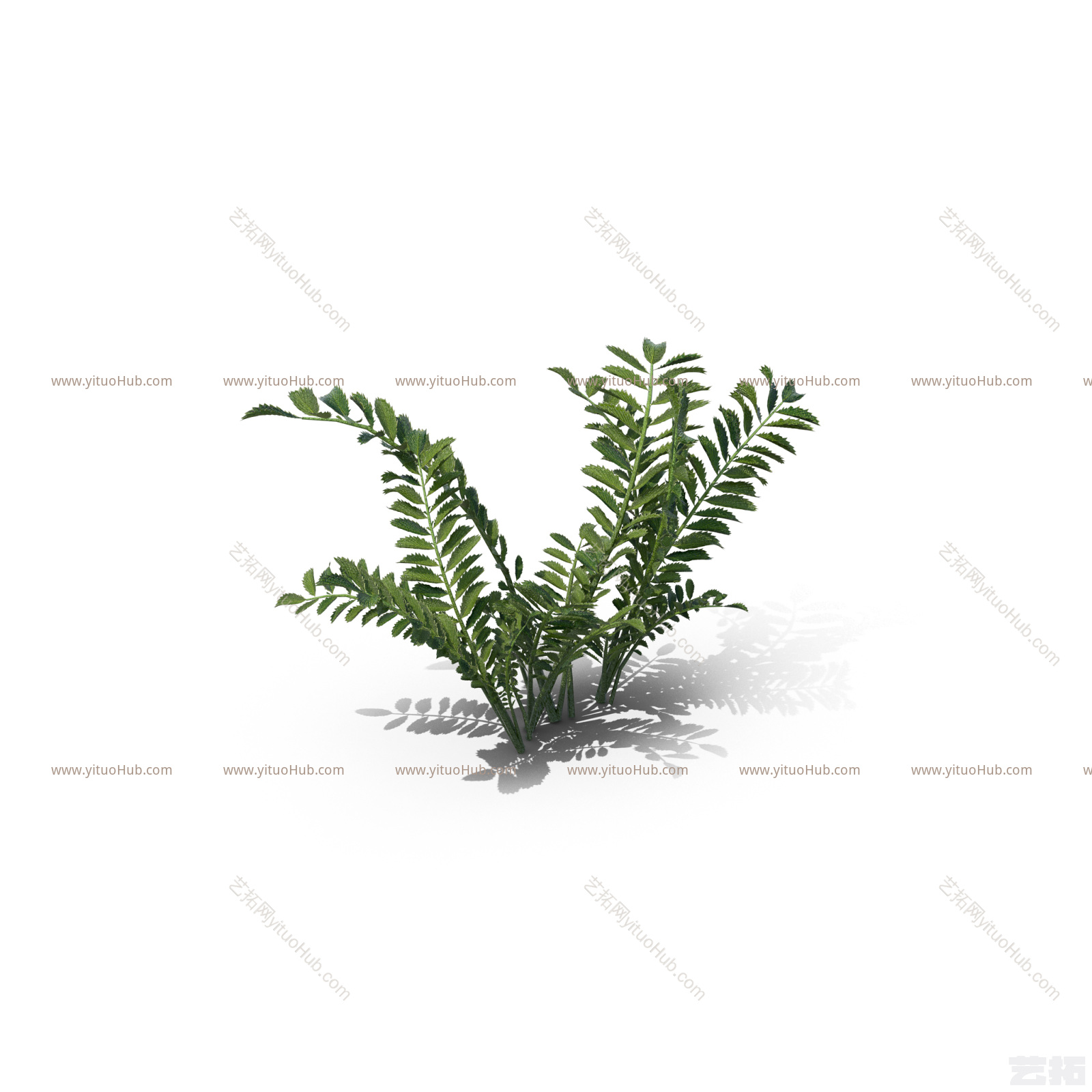 小簇小草草丛-PotentillaAnserina