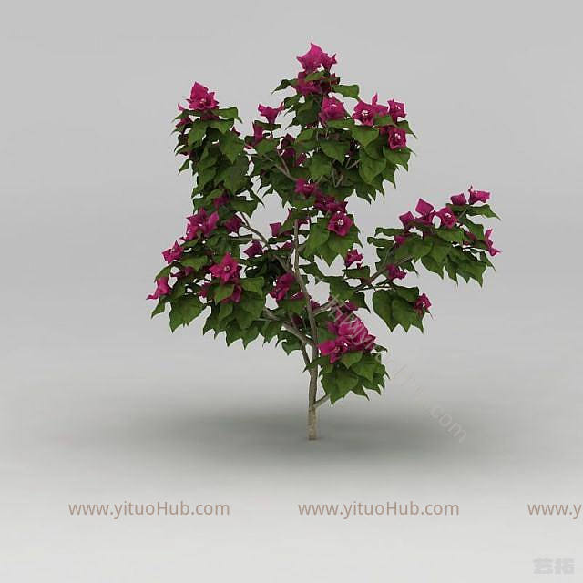 现代开花灌木模型