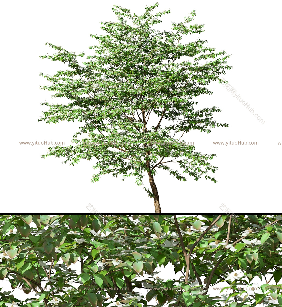 现代树 景观树 四照花