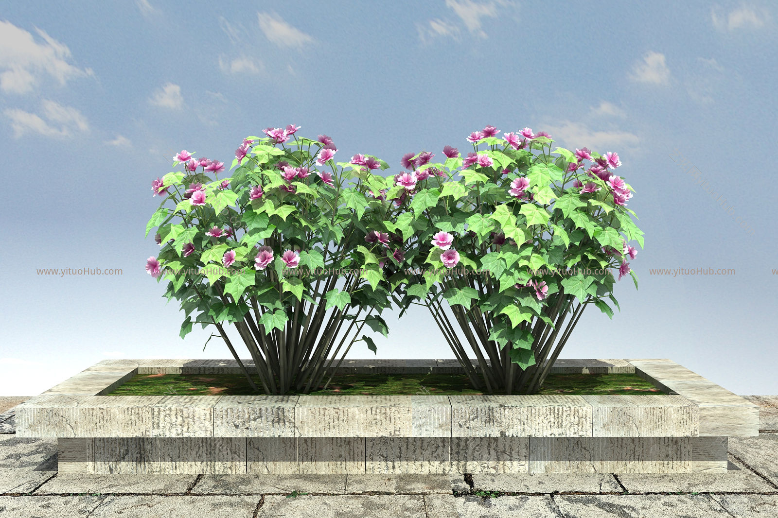 中式+木芙蓉