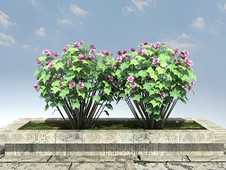 中式+木芙蓉