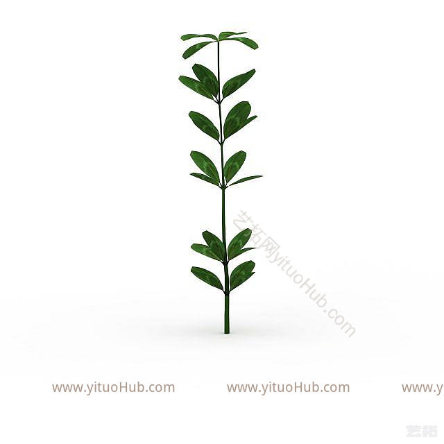 现代绿叶植物模型