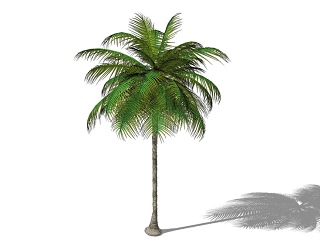 3D植物树