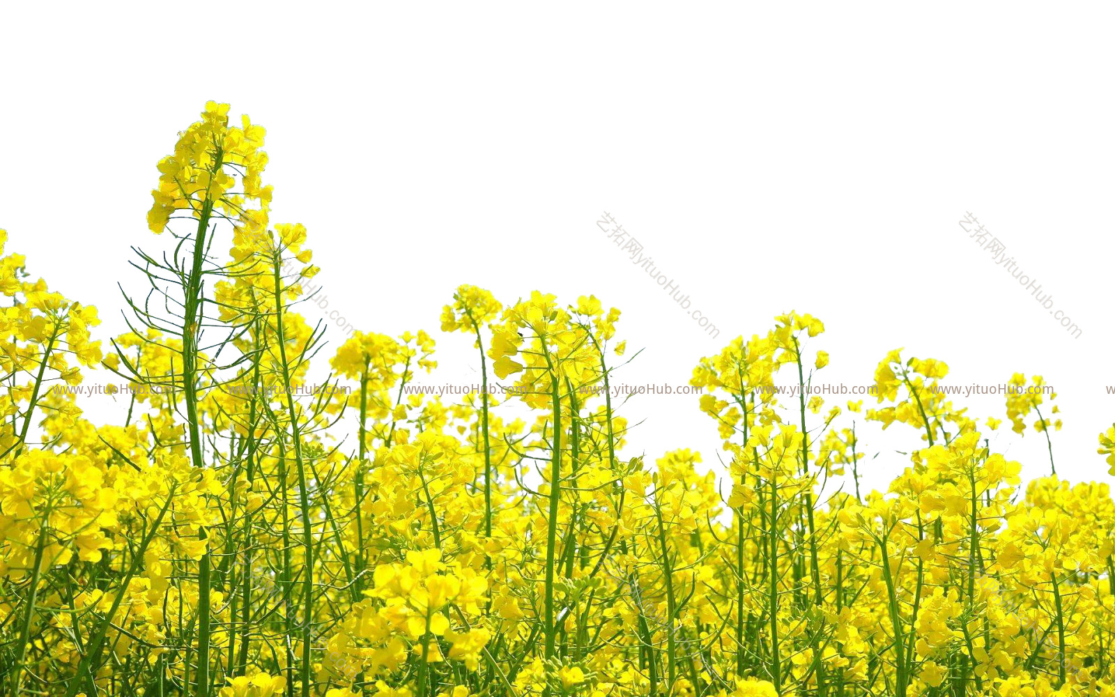 美丽乡村油菜花田野素材