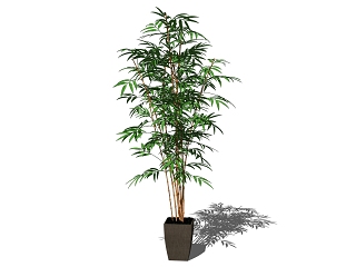 现代盆栽