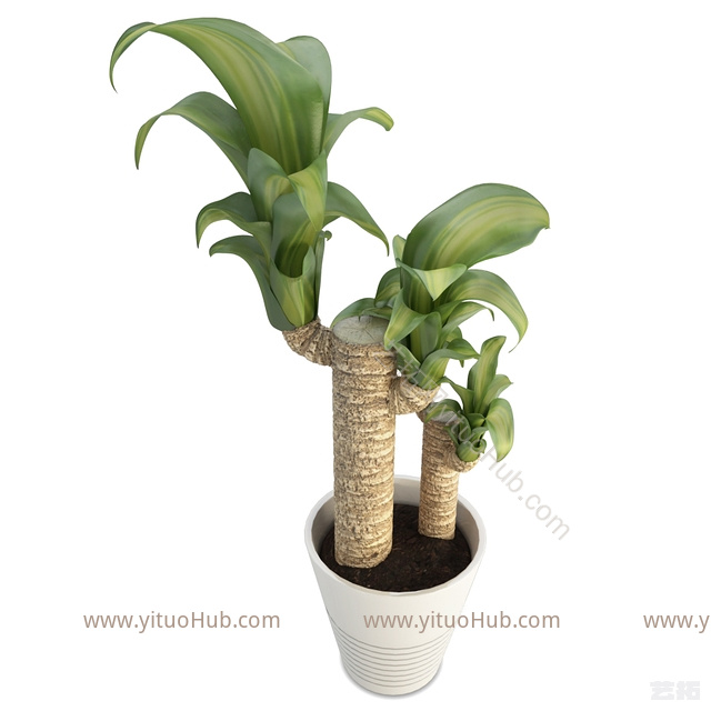 现代龙葵属植物