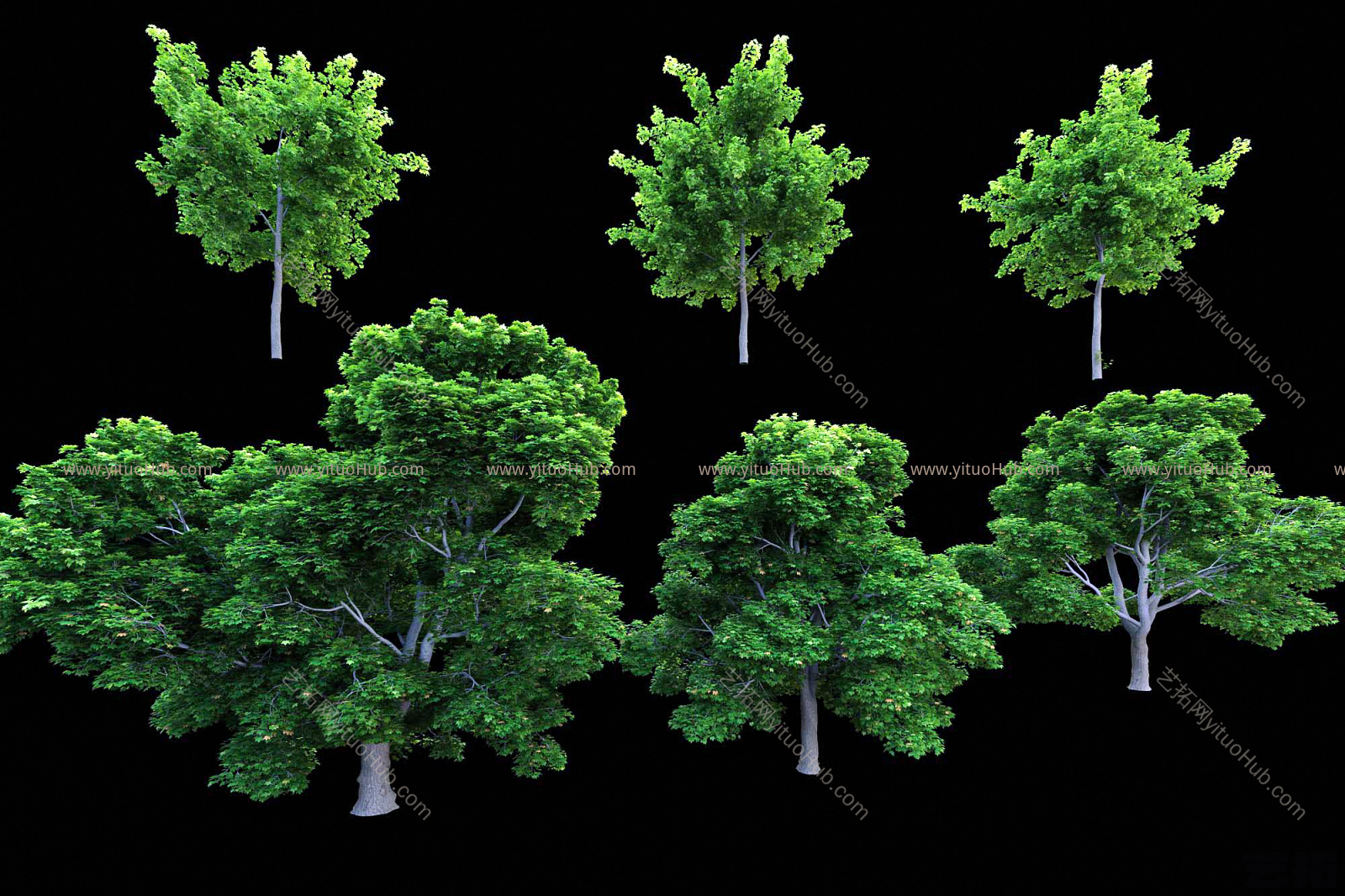 现代景观树3d
