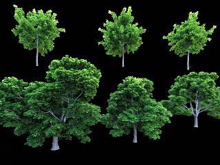 现代景观树3d