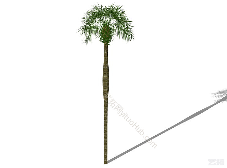 3D棕榈科植物