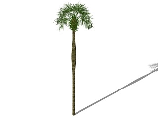 3D棕榈科植物