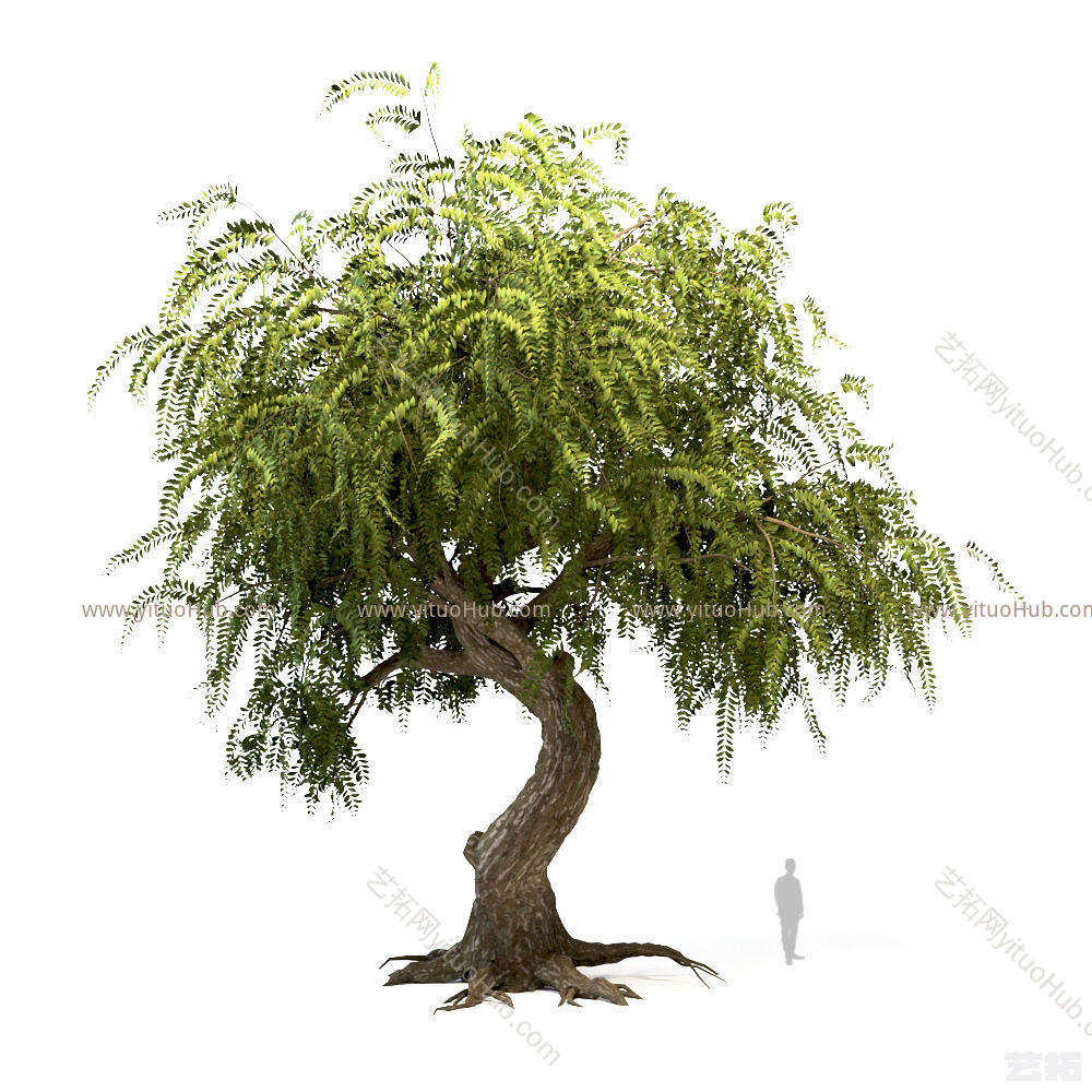 景观树