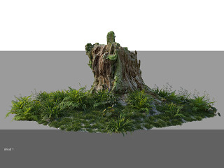 枯木苔藓蕨类地被植物组合