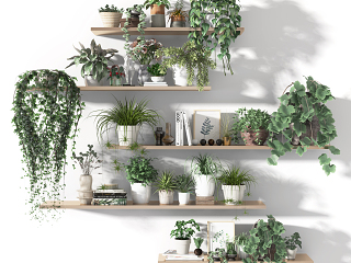 现代盆栽 盆景 植物