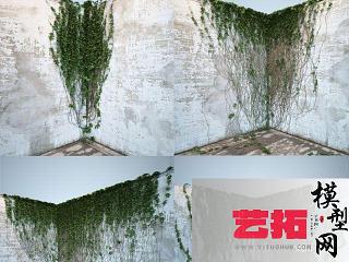 现代爬山虎